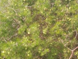 Asparagus retrofractus setting a trap